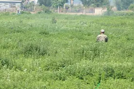 “地下挖煤”到“地上种艾”，肥城这个村艾草产业收入破千万图片