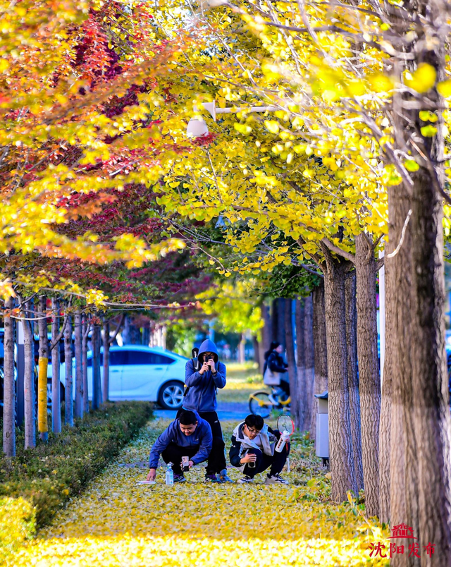 太美了！11月的沈阳，是这样的……