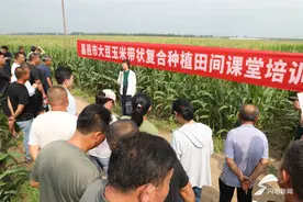 潍坊昌邑：健全农技服务网络  夯实秋粮丰产基石图片