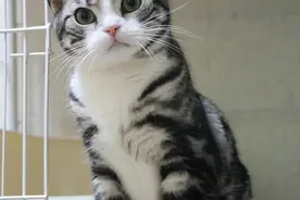 养猫就选这6种，不仅寿命长，还特别好养！图片