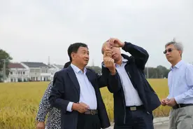 “宁香粳9号”平均亩产达813.33公斤！图片
