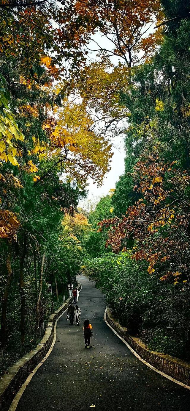 佳文悦览 | 变单一林相为多彩画卷 生态修复促进云龙湖景观品质提升
