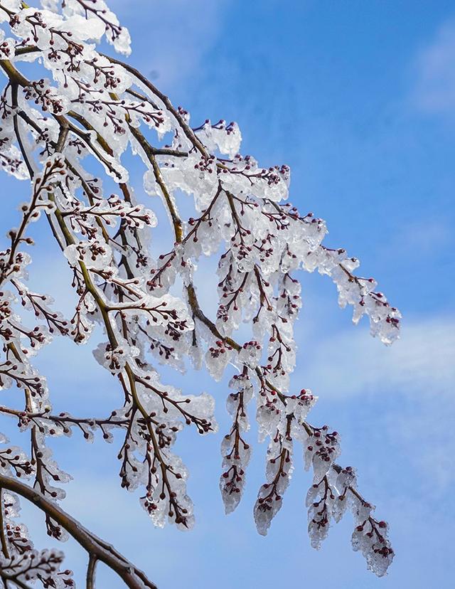 盘州:乌蒙大草原冰雪交融雾凇美