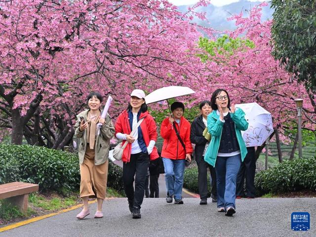 樱花绽放激活“春日经济”
