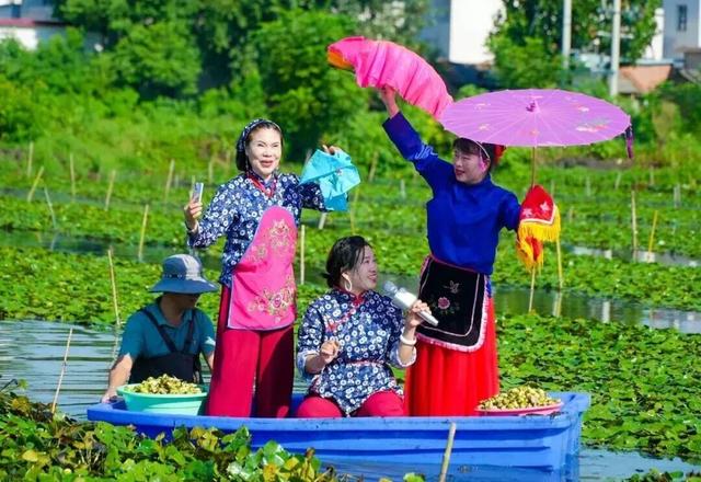 唱菱歌 划菱船 采龙菱！司马光小镇第六届采菱文化体验活动举行