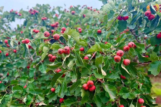 来宿城，寻你“乡”见的秋