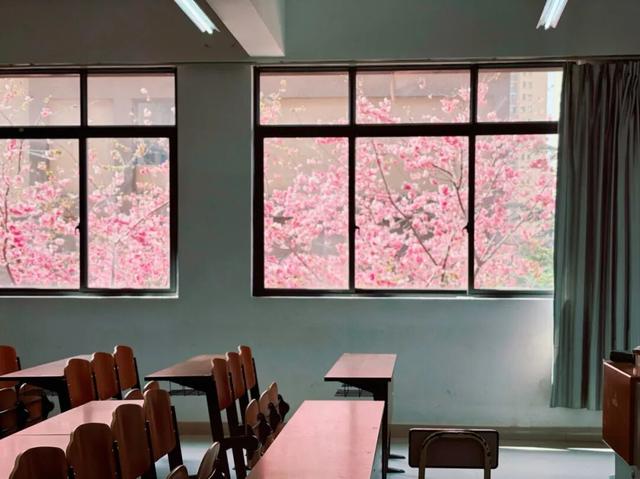 云南的大学有多美！一起来打卡嵩明职教新城樱花盛景