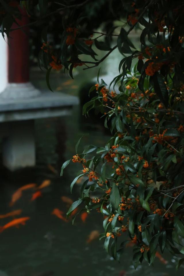 点 击 ↑ 看莲都的秋天