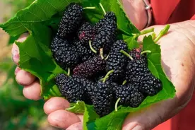 初夏时节，一起去采摘桑葚吧！图片