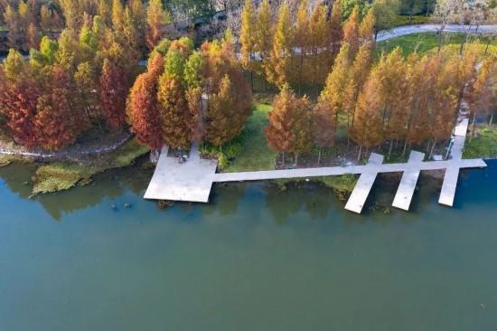 都市天际线下的葡萄藤 是上海马陆镇的混搭美学