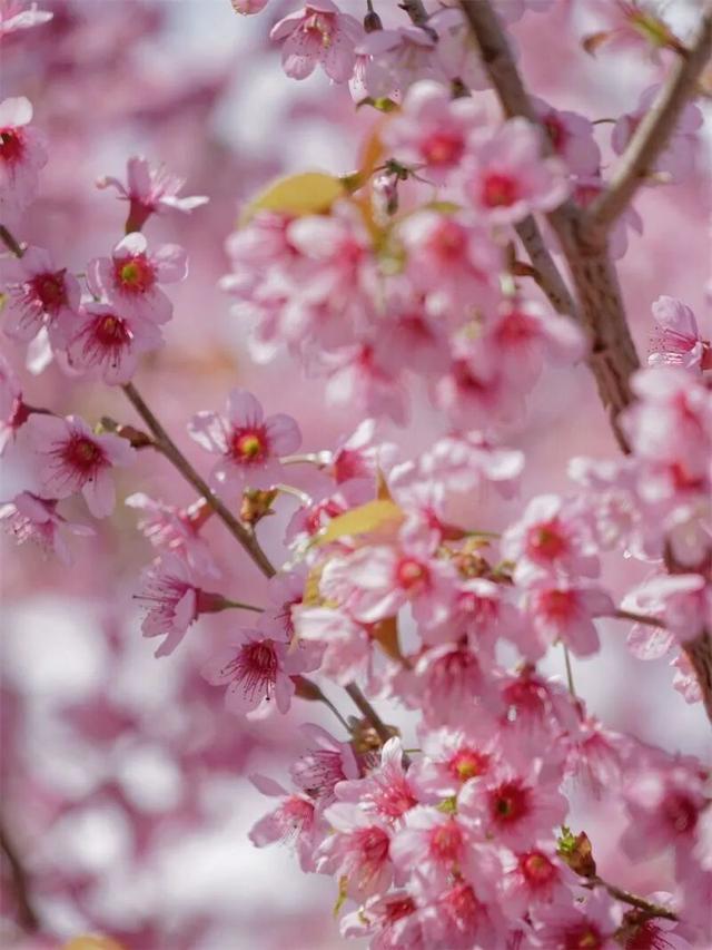 2026年，来红河，赴一场跨越四季的浪漫之约！