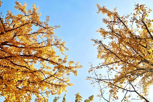 秋日“落叶缓扫”藏诗意，淄博人的周末很美妙