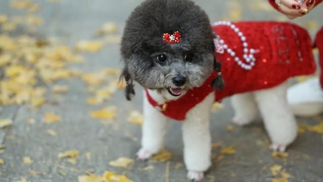 限时绝美！年度顶流！