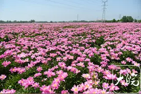 春游江淮请你来｜亳州万亩芍药进入盛花期图片