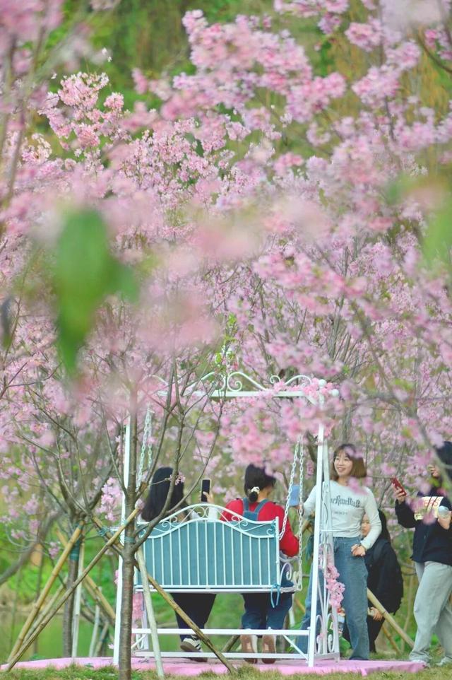 腊八至，春已近！七星岩这片桃红樱粉，是春天递来的浪漫预告~