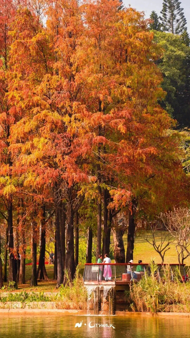 深圳落羽杉！红！了！