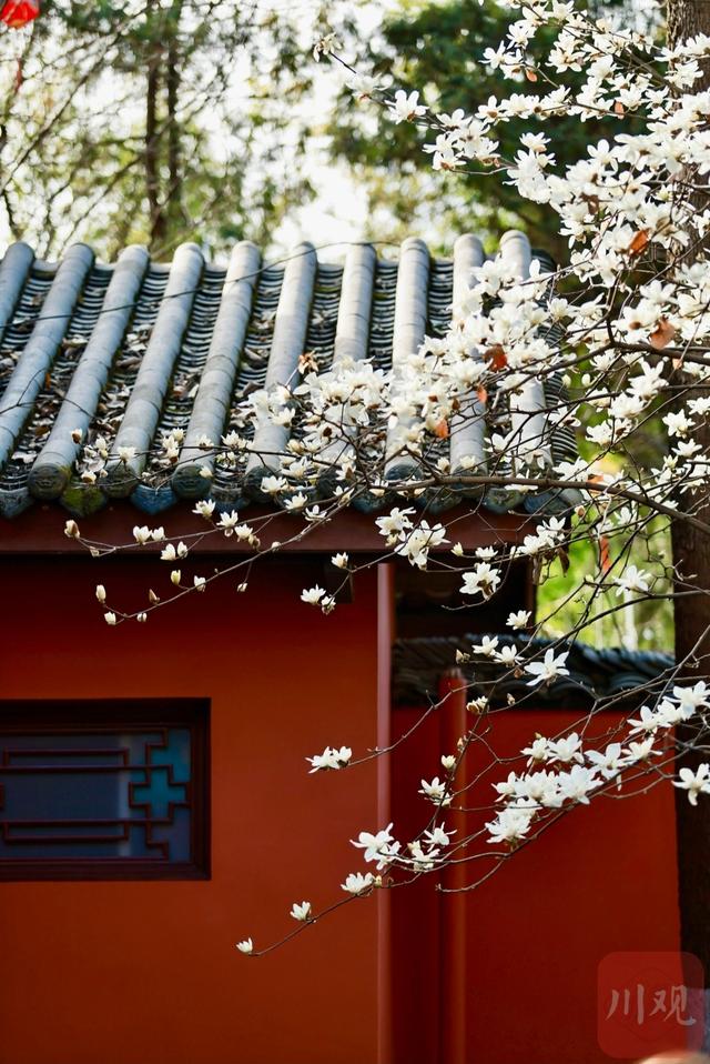 C视觉｜满树繁花映红墙 武侯祠春意正浓