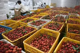 荔枝不贵，贵的是运费？图片