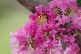 紫薇花开，来宝山邂逅姹紫嫣红的浪漫→图片
