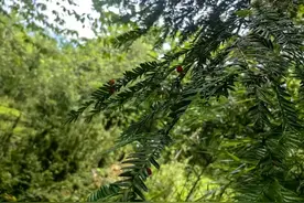 凉山5棵“植物界大熊猫”红豆杉惨遭剥皮：系国家一级保护植物，父子3人作案落网图片