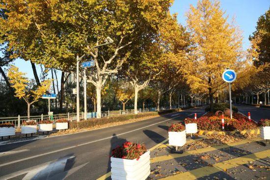 这场秋日浪漫别错过 申城落叶道体验进入倒计时