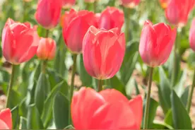 踏青赏花，“郁”你相约！图片