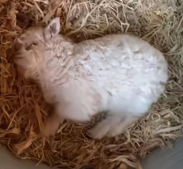 “装死”小羊身价飙至30万，专家：“装死	”非“演技”在线，系因遗传缺陷	，可以人工繁殖更多只