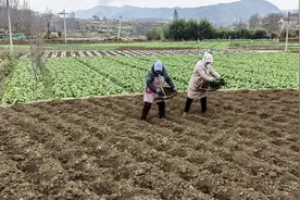 威宁：早熟马铃薯种植点亮增收致富“薯”光图片
