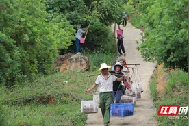 宜章县：杨梅采摘正当时 共享夏日“梅”好时光图片