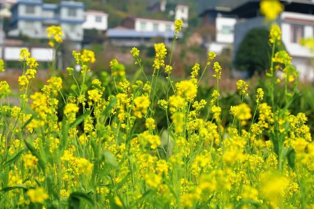 绝美！“川南最早春色”上线