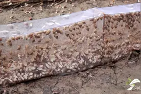 德州陵城：发展白玉蜗牛特色养殖 壮大村集体经济图片