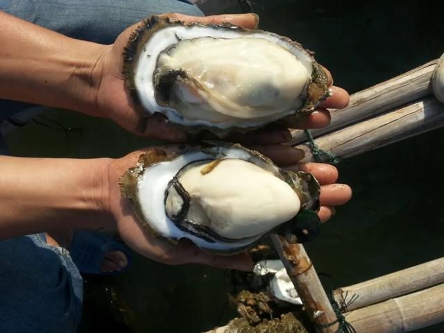 新华社携手董宇辉,走进广西的蔚蓝海岸……