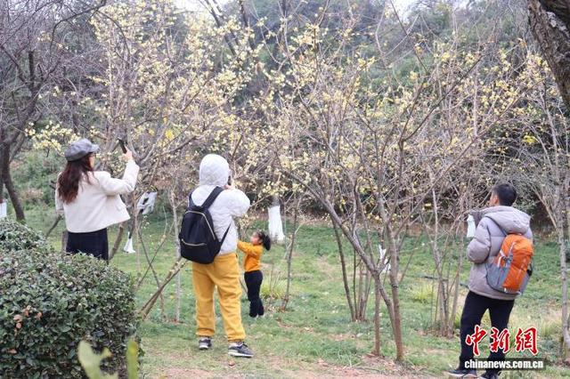 浙江杭州：超山梅花盛开引客来