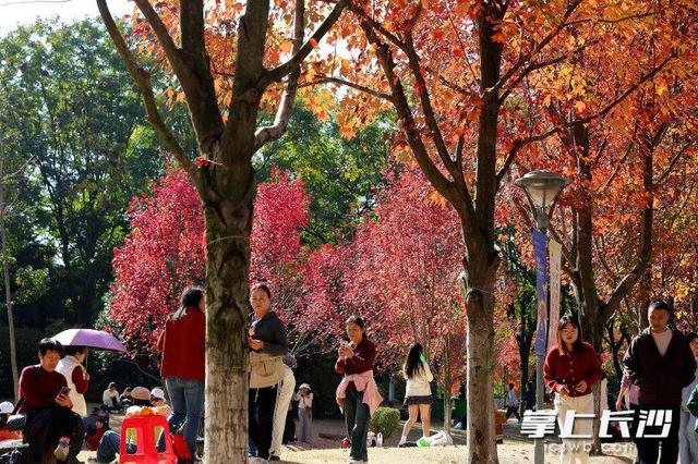 枫叶红了，湖南农大红枫大道成打网红打卡地｜组图
