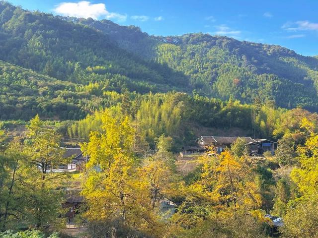 八闽秋冬，藏着一片金色童话