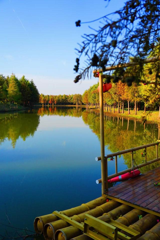 合肥滨湖国家森林公园千亩红杉林进入最佳观赏期