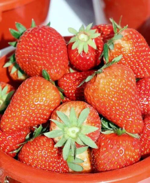 冬日甜蜜预警！永宁草莓采摘季来啦~