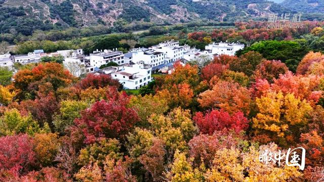 瞰中国｜福建霞浦：枫暖冬日