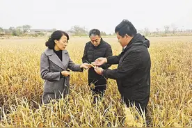 冀州：蟹稻共生 收获满仓图片