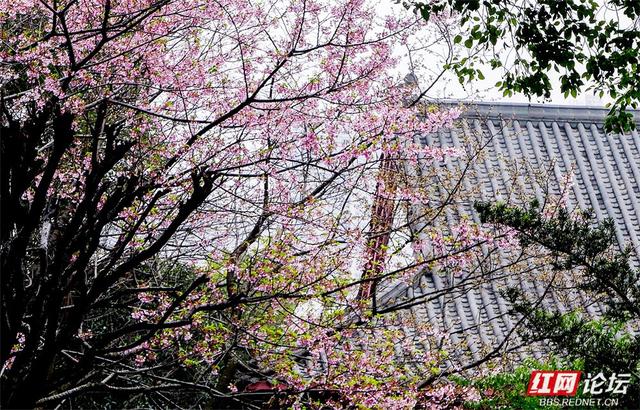 【赴春之约】快去！长沙晓园公园樱花全盛，花下人海已成风景