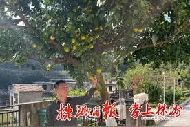 “水果聚会”！株洲一棵树上结出4种水果图片