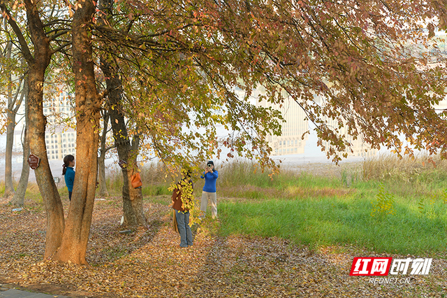 晴暖末班车！株洲神农湖彩叶美景别错过