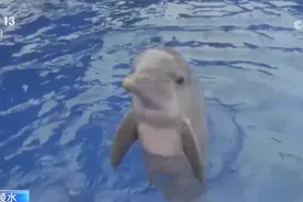 国际海豚交流项目取得重大突破 瓶鼻海豚通过人工繁育成功产仔图片
