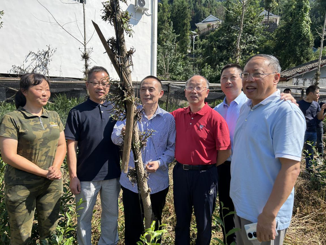 我国哪里产的石斛最好 三种人不宜吃石斛