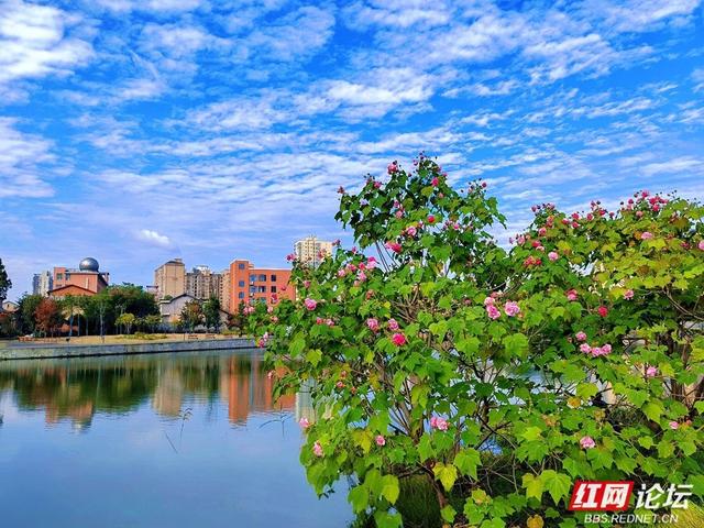 岁暖时刻丨在常德的初冬里，邂逅一场与“拒霜花”的温暖相遇