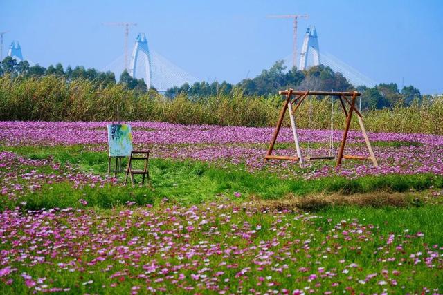大寒游清城：红杉、花海、甜果，品尽冬日三味