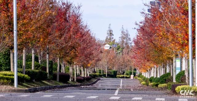 来崇明，邂逅“美拉德”风美景