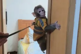 女子在贵阳黔灵公园捡到受伤小猴，养了半年后麻烦不断……相关部门：已涉嫌违法图片