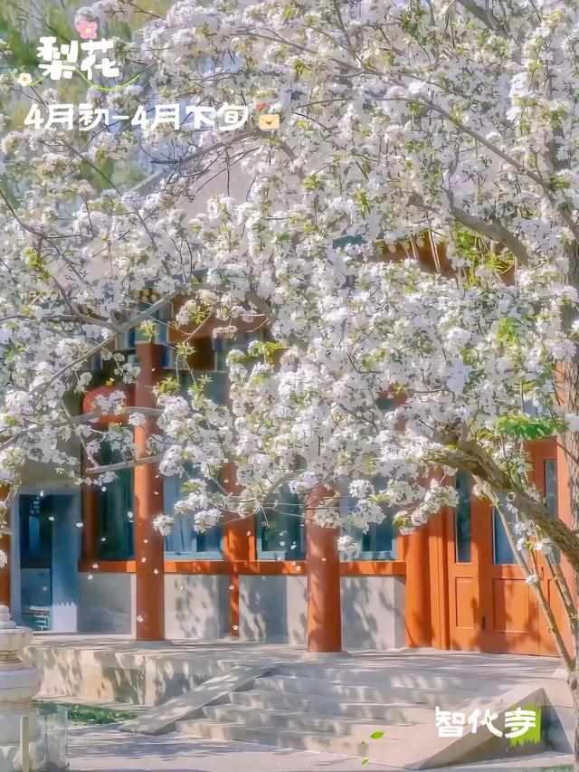 错过再等一年！北京这些地方马上“爆火”，打卡点来了——