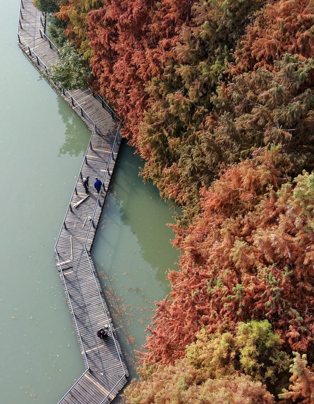 巢湖闹市区藏着一片“河畔红森林”
